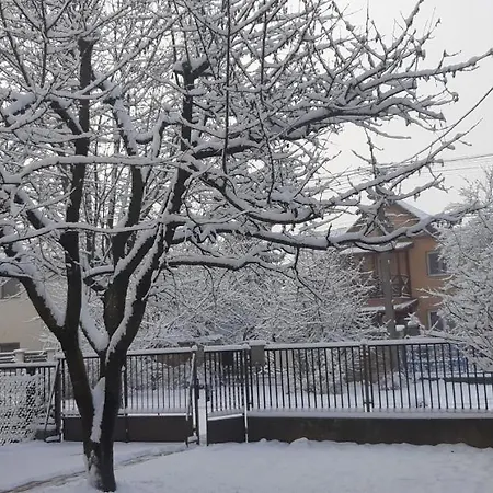 Rózsa
